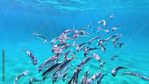 Shiny indian mackerel swimming in front of a colorful coral reef in the red sea