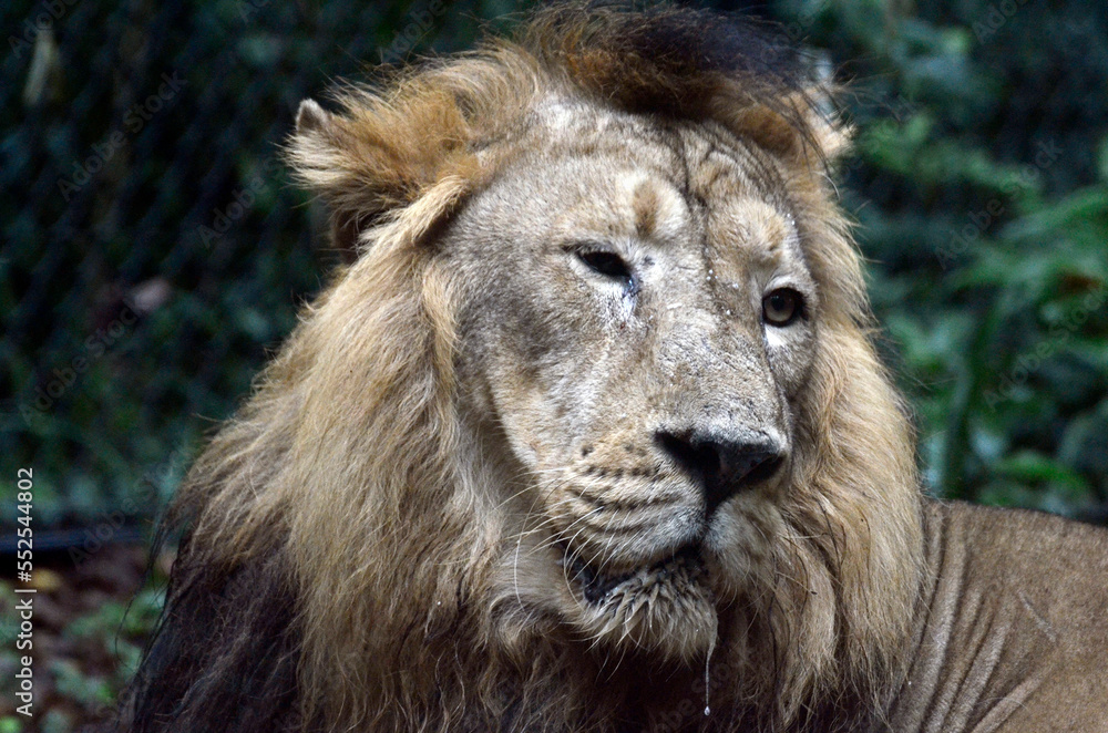 Fototapeta premium ライオン