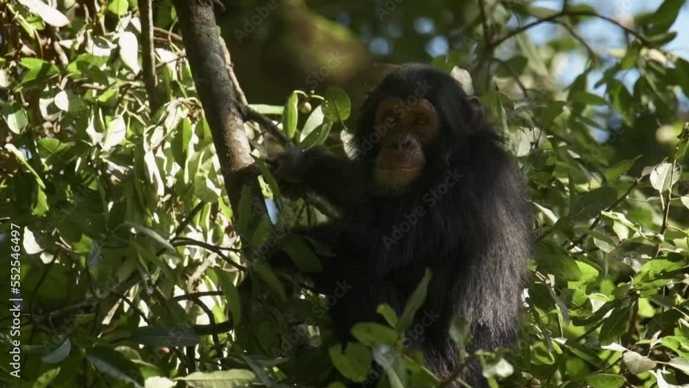 Slowmotion shot of a chimpanzee sitting in the tree relaxing in Rwanda Slowmotion shot of a chimpanzee sitting in the tree relaxing in Rwanda