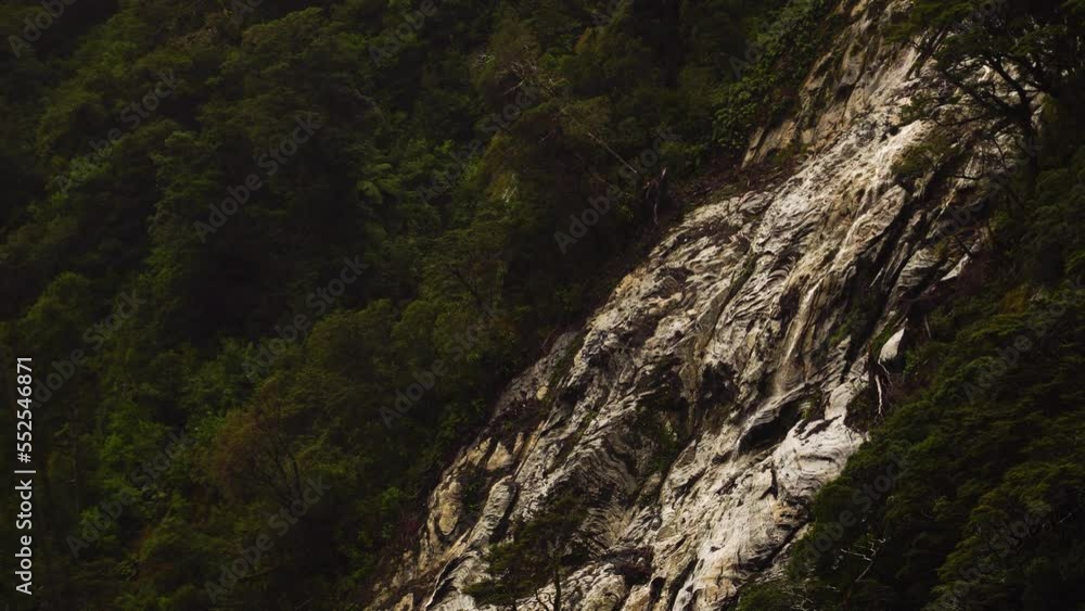 Tree avalanche or tree slip effect of rocky slope of Milford Sound Tree avalanche or tree slip effect of rocky slope of Milford Sound