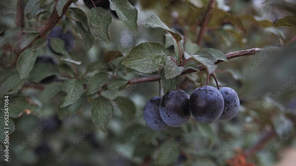 Ripe plums on a tree branch in the orchard. Plums growing on the tree Ripe plums on a tree branch in the orchard. Plums growing on the tree