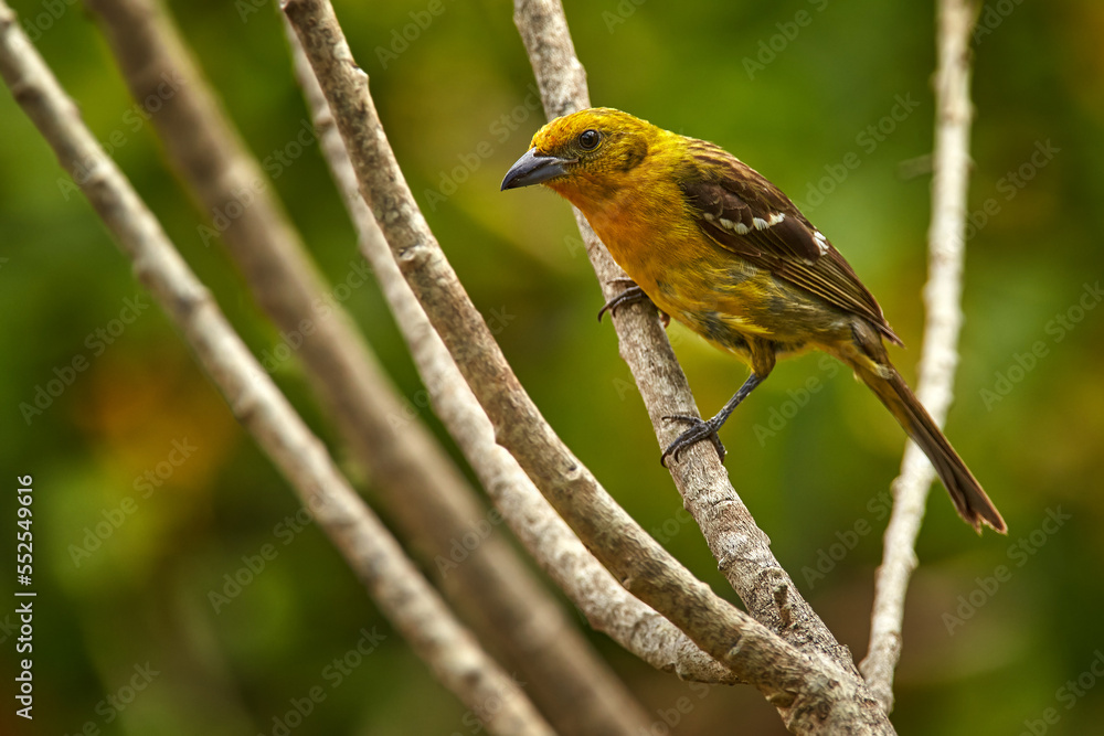 Birdwatching in South America. Tanager from Costa Rica. Wildlife scene from nature. Female of Yellow bird Flame-colored Tanager, Piranga bidentata, Savegre, Costa Rica. Birdwatching in South America. Tanager from Costa Rica. Wildlife scene from nature. Female of Yellow bird Flame-colored Tanager, Piranga bidentata, Savegre, Costa Rica.