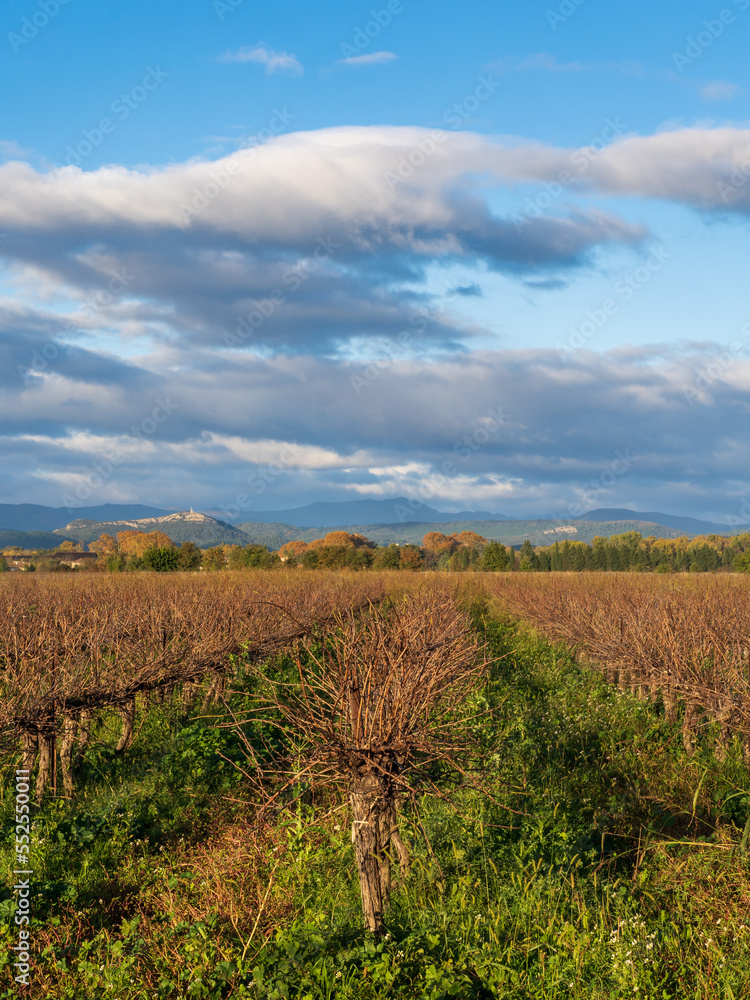 Autumn morning landscape view on vineyard with Cevennes mountains in background, Cardet, Gard, France
