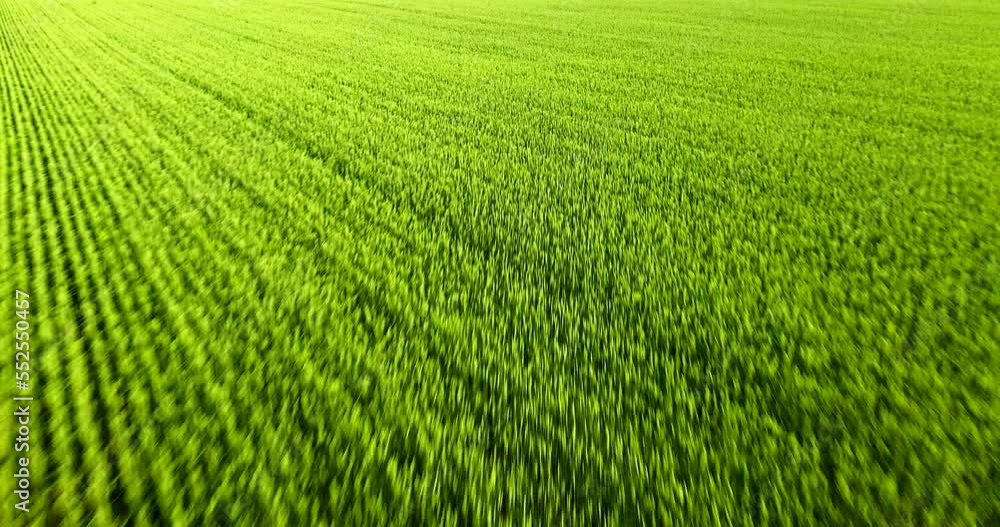 Beautiful Aerial View of Green Agricultural field on Sunrise. Drone flying over harvest crops Amazing Sunrise Green Wheat field and beautiful cloudscape with rising sun. Beautiful Aerial View of Green Agricultural field on Sunrise. Drone flying over harvest crops Amazing Sunrise Green Wheat field and beautiful cloudscape with rising sun.