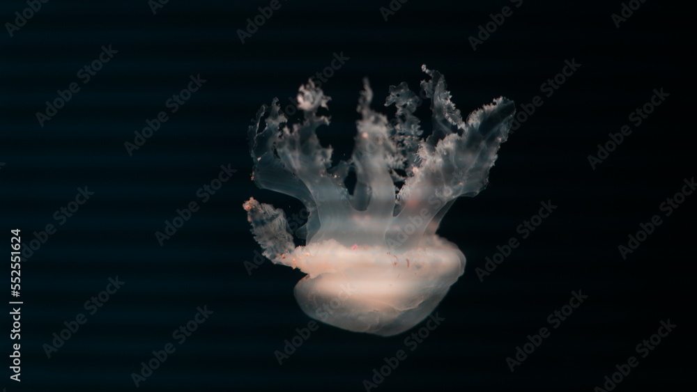 Catostylus tagi is a species of jellyfish from warmer parts of the East Atlantic Ocean and since the 2000s also found in the Mediterranean Sea - obrazy, fototapety, plakaty 