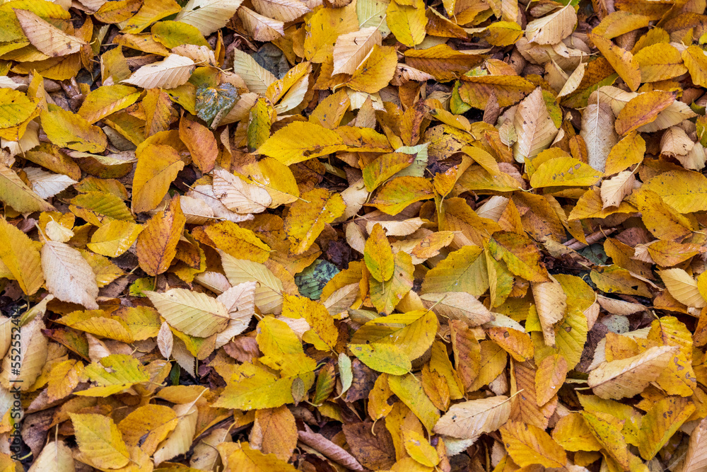 Leaves on the ground at Jacques Cartier National Park. Quebec. Canada. Leaves on the ground at Jacques Cartier National Park. Quebec. Canada.