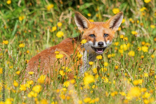 fox in the grass © Chris