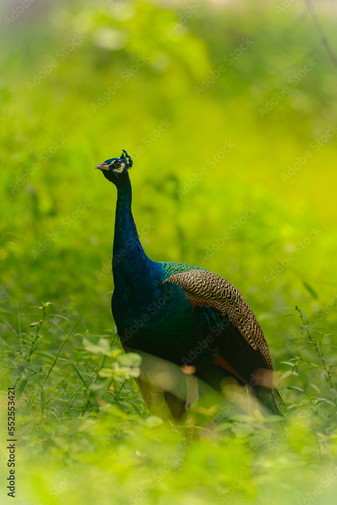 Obraz premium peacock in the grass