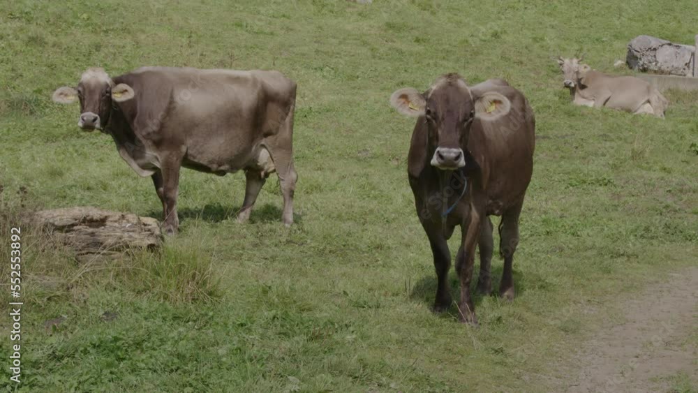 Mountain cattle live in an healthy and natural environment. Cows live in Switzerland in the mountains and enjoy a beautiful panorama landscape. Mountain cattle live in an healthy and natural environment. Cows live in Switzerland in the mountains and enjoy a beautiful panorama landscape.