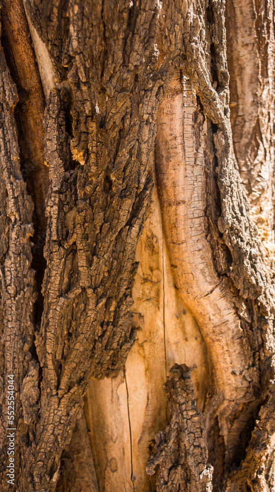 Naklejka premium Tree bark texture for background
