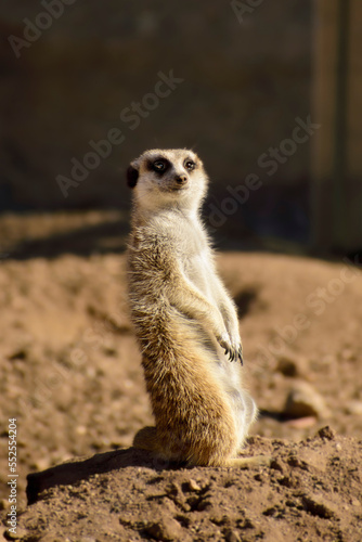 meerkat on the ground in the field