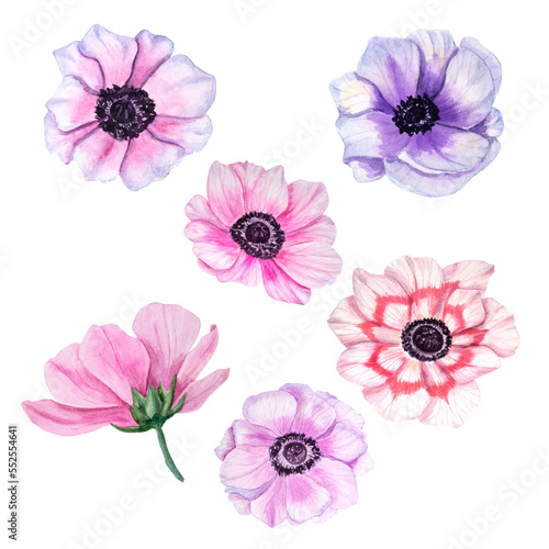 Watercolor set with anemones isolated on white background. Floral elements for create Valentine's day, birthday and mothers day cards, wedding invitation, for wrapping paper or textiles