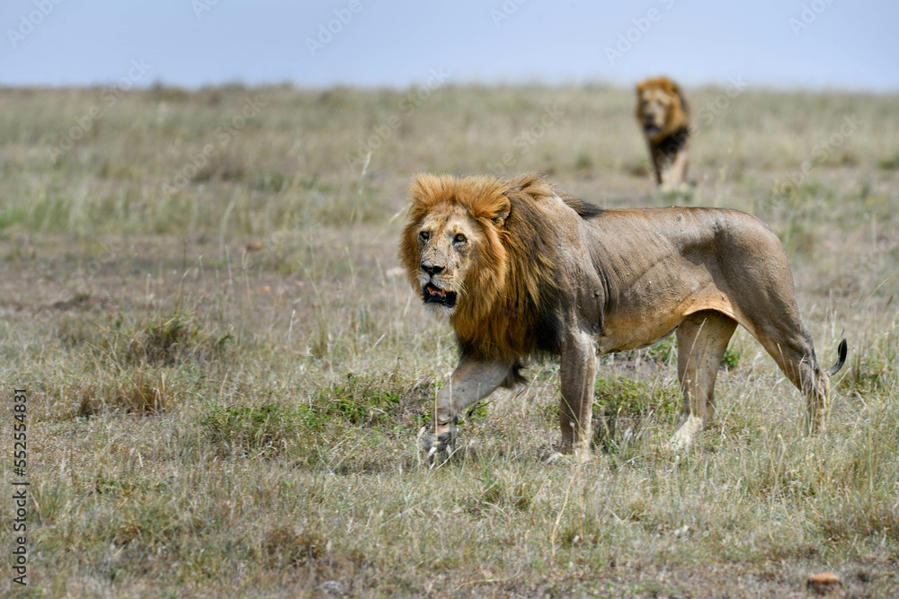 Fototapeta premium Lion