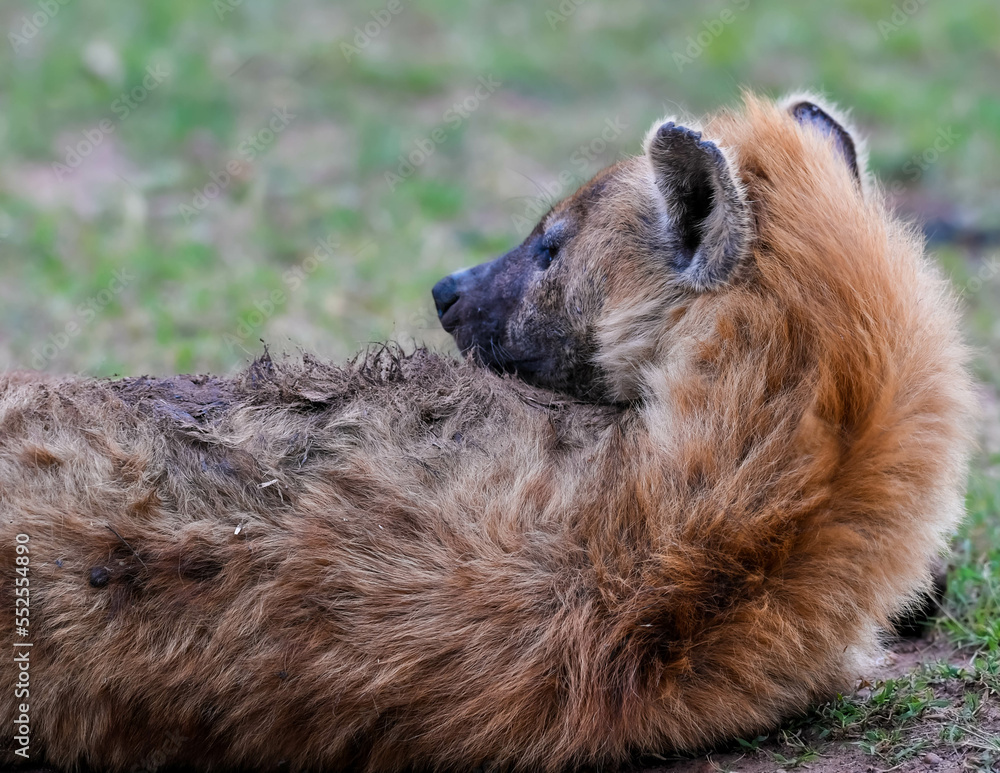 Obraz premium Hyena