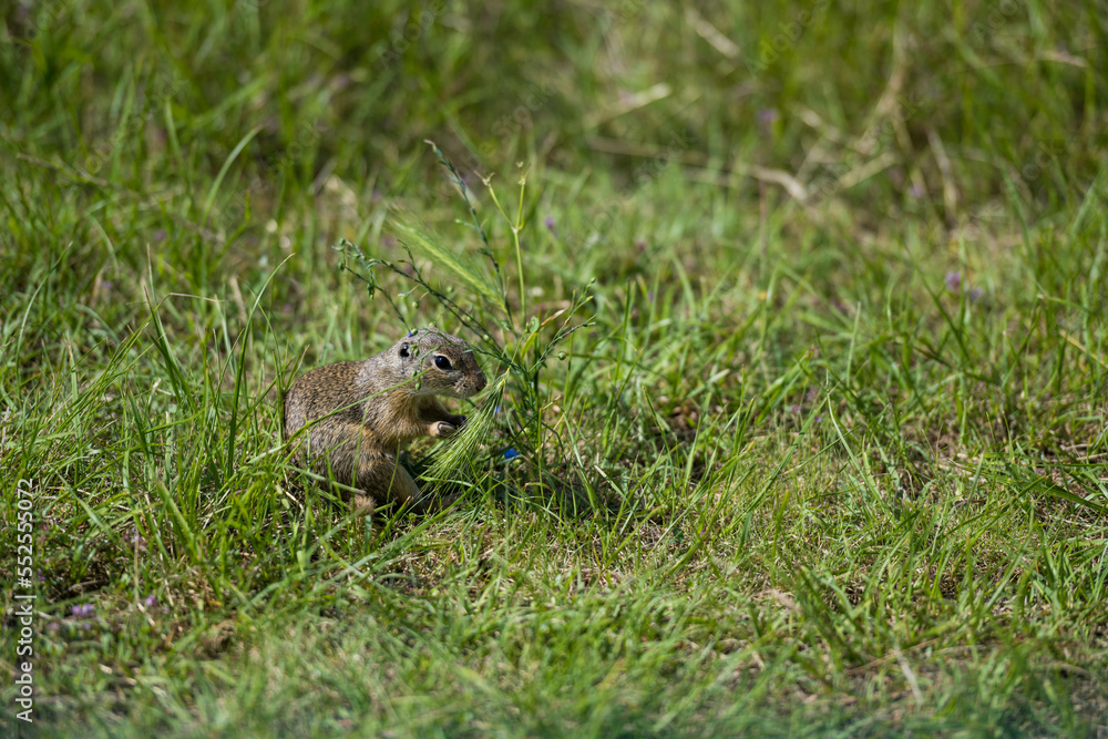 Grund squirrel