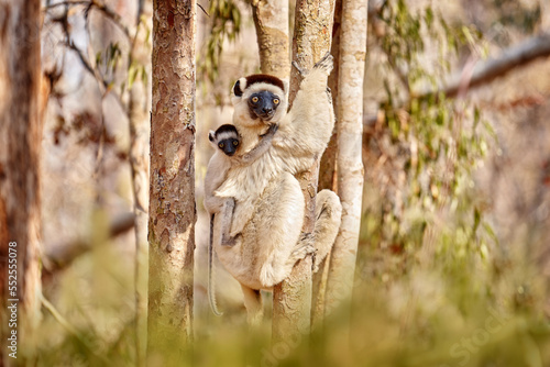 Wildlife Madagascar, Verreauxs Sifaka, Propithecus verreauxi, monkey with young babe cub in Kirindy Forest, Madagascar. Lemur in the nature habitat. Sifaka on the tree, sunny day.