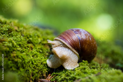 snail on green moss in the Alps
