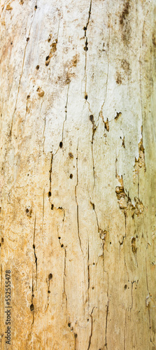 Tree bark texture for background