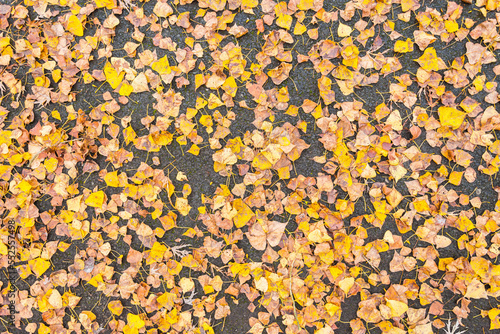 leaves on an asphalt ground texture during fall season for background, wallpaper
