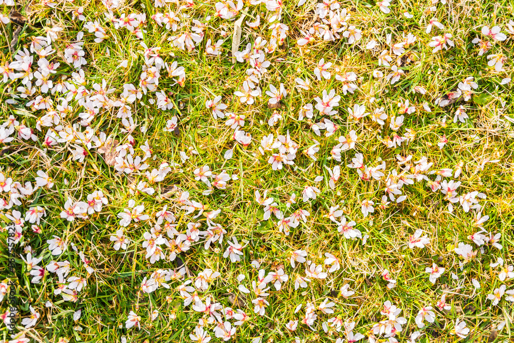 texture of pink flowers on the ground for background, wallpaper texture of pink flowers on the ground for background, wallpaper