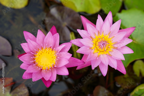 pink lotus flowers In the lotus basin planted to decorate the place, flower garden, house.soft and selective focus. 
