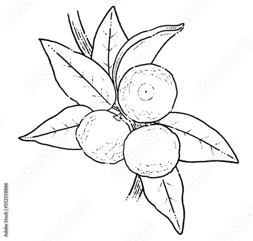 柚子の木のモノクロ線画イラスト