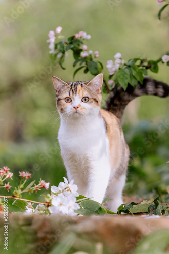 Katze im garten, Frühling, Glückskatze, Hauskatze