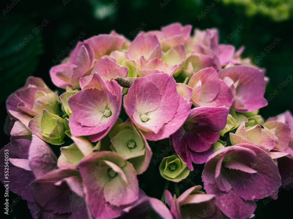 Naklejka premium Hydrangea flower