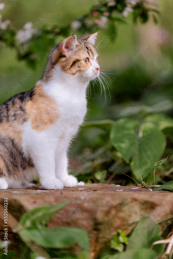 Katze im garten, Frühling, Glückskatze, Hauskatze Katze im garten, Frühling, Glückskatze, Hauskatze