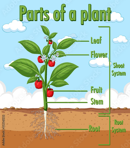 Diagram showing parts of a plant