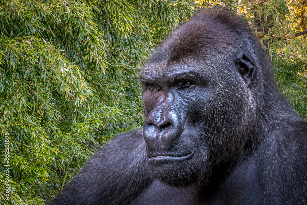 Fototapeta premium Western Lowland Gorilla Face Portrait in Bamboo Forest Setting Stately Calm Expression