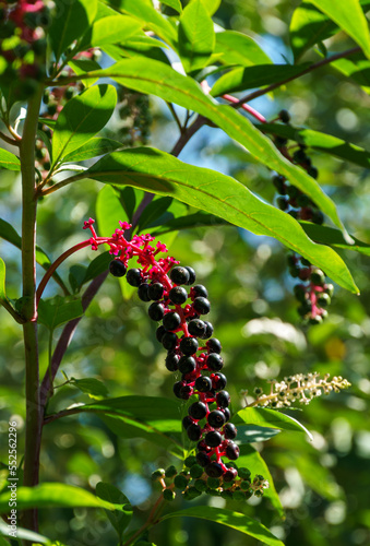 Phytolacca americana, also known as American pokeweed with poisonous black berries and blossom. Close-up of a poke sallet or dragonberries.