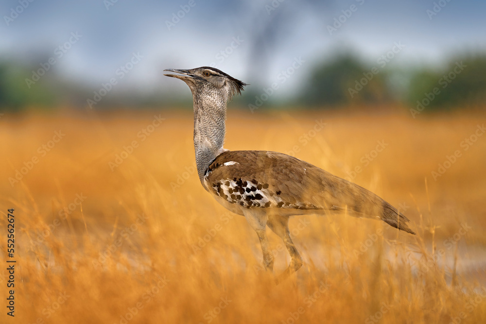 Kori bustard, Ardeotis kori, largest flying bird native to Africa. Bird in the grass, evening light, Savuti, Chobe NP, Botswana. Wildlife scene from African nature.