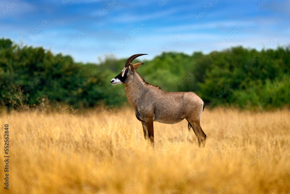 Fototapeta premium Roan antelope, Hippotragus equinus, in the grass, mountain in the background, Savuti, Chobe NP in Botswana, Africa. Animal, savannah antelope in the nature habitat. Nature wildlife.