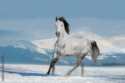 horse in snow © kwadrat70