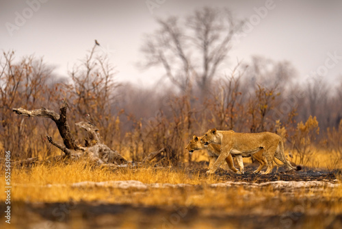 African lion, male. Botswana wildlife. Lion, fire burned destroyed savannah. Animal in fire burnt place, lion lying in the black ash and cinders, Savuti, Chobe NP in Botswana. Hot season in Africa.