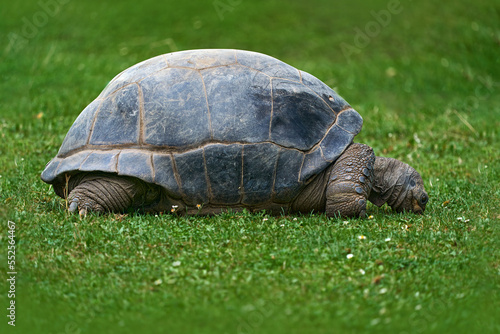 Aldabra giant tortoise, Aldabrachelys gigantea, turtle on the green grass. endemic to the islands of the Aldabra Atoll in the Seychelles. It is one of the largest tortoises in the world, Asia.