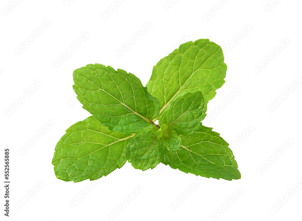 mint leaves on transparent png mint leaves on transparent png