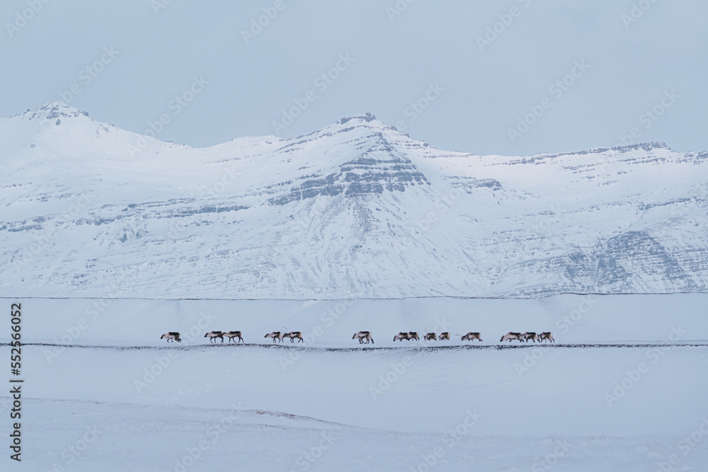 Reindeer in freedom walking in the snow