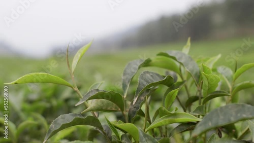 Wallpaper Mural Tea plantation close-up in Rwanda, Africa. Torontodigital.ca