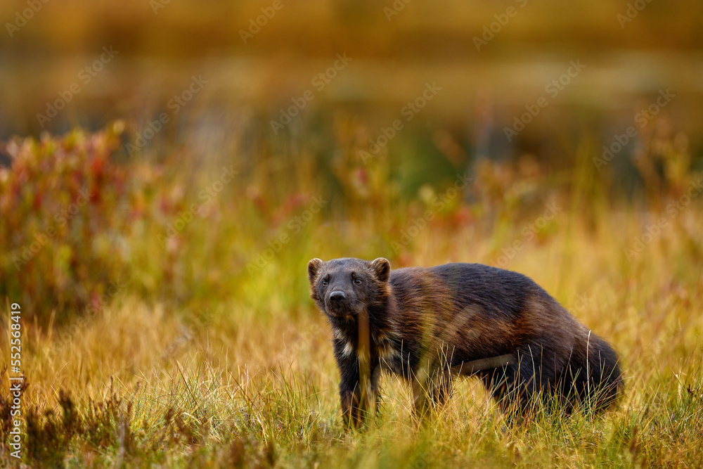 Wolverine running in autumn golden grass. Animal behaviour in the habitat, Finland. Wolverine in Finnish taiga. Wildlife scene from nature. Rare running animal from north Europe. Wolverine sunset. Wolverine running in autumn golden grass. Animal behaviour in the habitat, Finland. Wolverine in Finnish taiga. Wildlife scene from nature. Rare running animal from north Europe. Wolverine sunset.