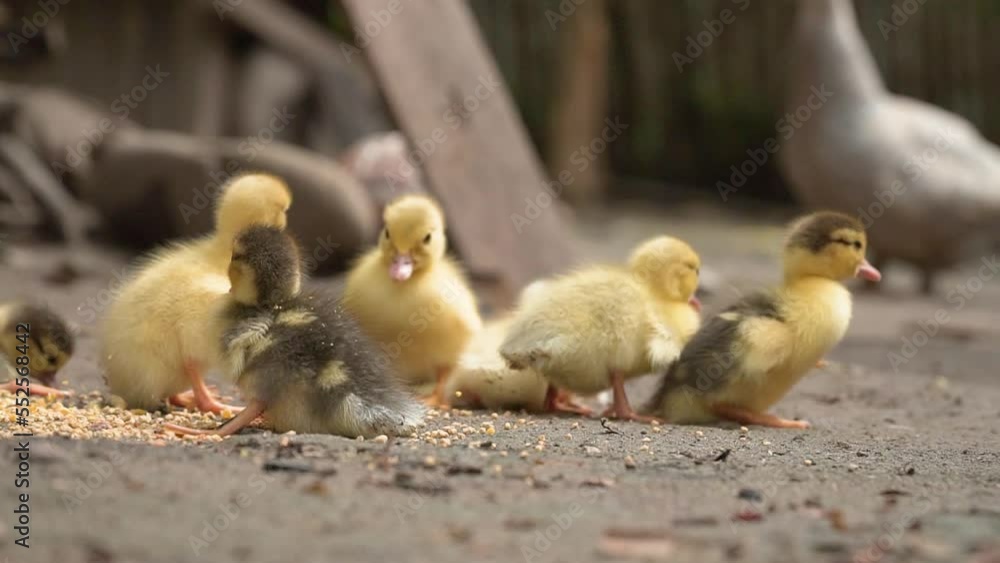 Someone Throwing Grains On Ground For Baby Ducks, Yellow And Grey Someone Throwing Grains On Ground For Baby Ducks, Yellow And Grey