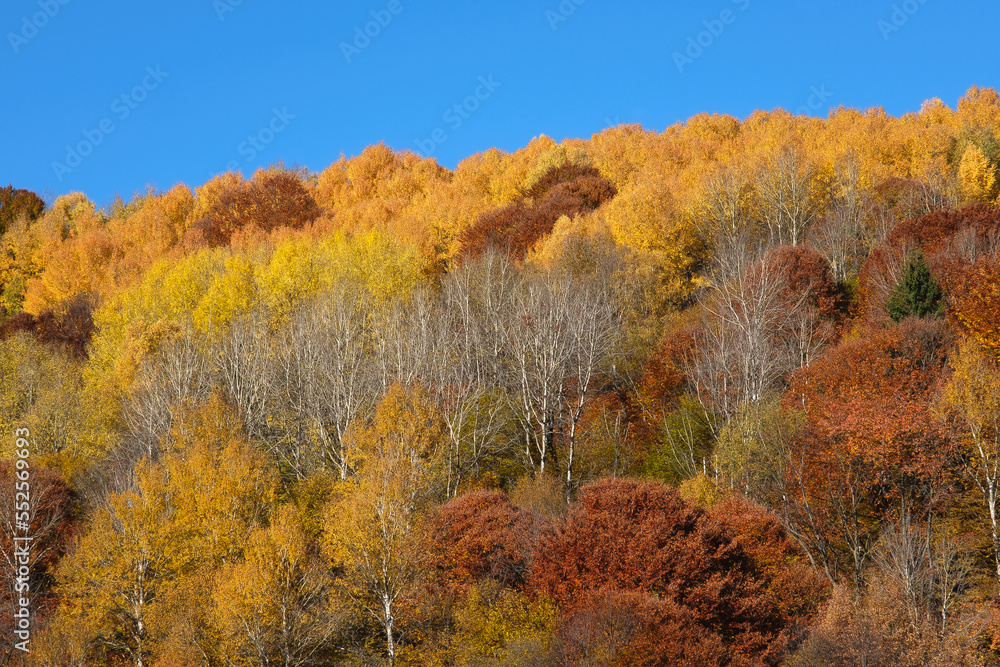 Colorful and bright autumn forest, hills panorama. View of colorful trees in the forest. Fall natural background with copy space