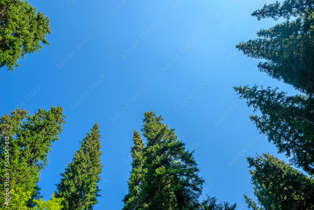 Healthy green trees in a forest of old spruce, fir and pine trees in wilderness of a national park. Sustainable industry, ecosystem and healthy environment concepts and background Healthy green trees in a forest of old spruce, fir and pine trees in wilderness of a national park. Sustainable industry, ecosystem and healthy environment concepts and background