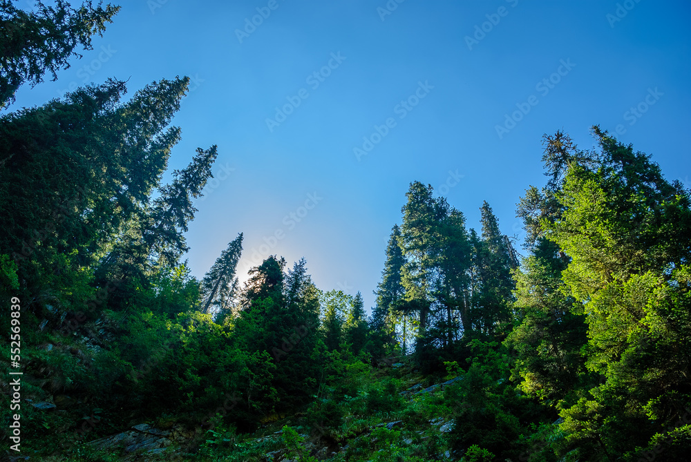 Fototapeta premium Healthy green trees in a forest of old spruce, fir and pine trees in wilderness of a national park. Sustainable industry, ecosystem and healthy environment concepts and background