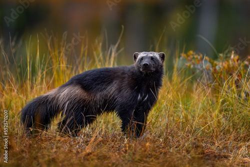 Wolverine running  in autumn golden grass. Animal behaviour in the habitat, Finland. Wolverine in Finnish taiga. Wildlife scene from nature. Rare running animal from north Europe. Wolverine sunset.