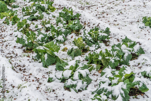 Cold weather and snowfall destroyed an orchard's crop. The field sown with agricultural crops was covered with snow and ice. The threat of hunger and food shortages.