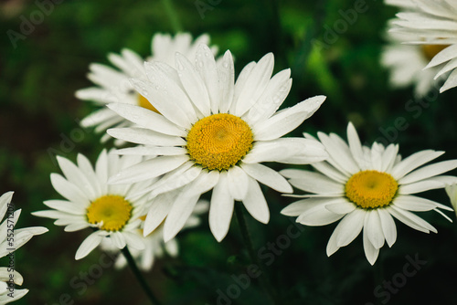 blooming daisies  chamomile flowers on a natural green background 2