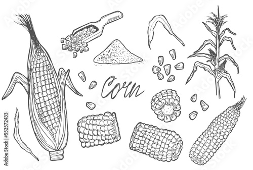 Doodle Corn cobs, grain, corn flour, corn seeds vector sketch illustration. Corn plant, hand drawn isolated elements.