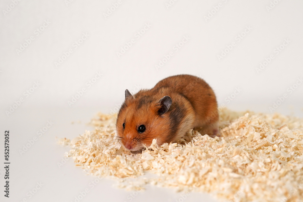 A Syrian golden hamster in sawdust out of a cage. Pet A Syrian golden hamster in sawdust out of a cage. Pet